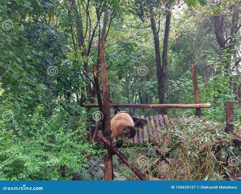 Pandas In Giant Panda Breeding Research Base Xiongmao Jidi Chengdu