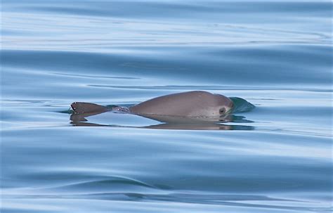 The Vaquita Porpoise The Most Endangered Marine Mammal In The World