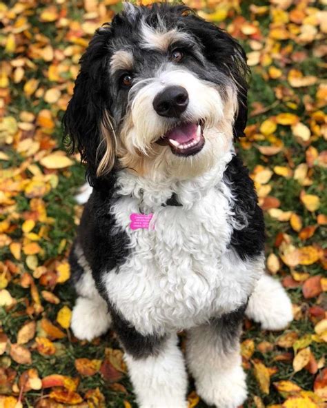 Bernedoodle puppies indianapolis are just about the best the doggy world has to offer if you want a loyal family dog. Bernedoodle Decorah Iowa