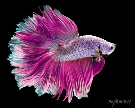 Dark Purple Betta Fish