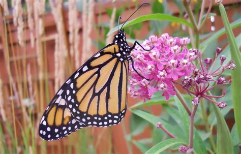 N 3 National Geographic How To Create A Monarch Butterfly Rest Stop