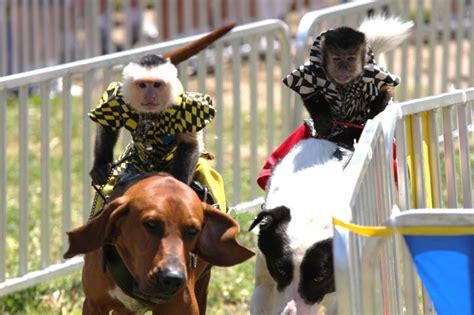 Banana Derby Home Racing Dogs Dogs Riding