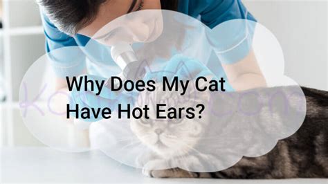 Why Does My Cat Have Hot Ears Kotikmeow