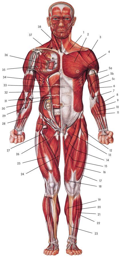 Collectively, they constitute 40% to 50% of our body weight. picture of muscular system | Human body muscles, Body ...