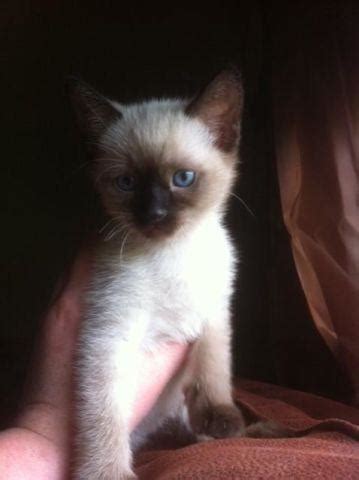 Find cats & kittens for sale, for rehoming and for adoption from reputable breeders or connect for free with eager buyers uk at freeads.co.uk, the cat & kitten classifieds. Beautiful Siamese Kittens for Sale in Homosassa, Florida ...