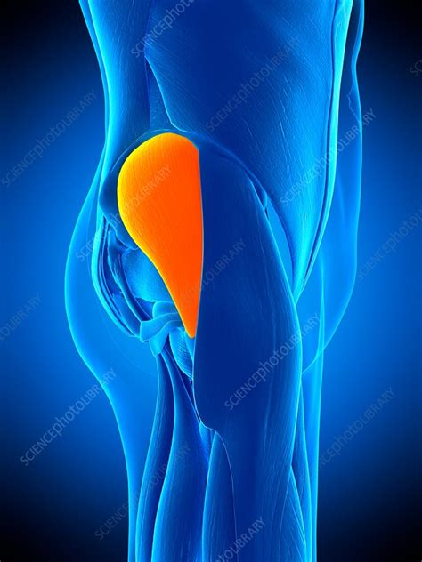 Buttock Muscle Illustration Stock Image F0169218 Science Photo
