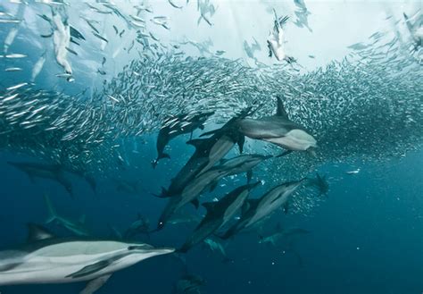 The Sardine Run The Ultimate Underwater Photography