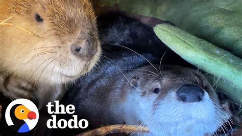 Beaver And Otter Play 247 The Dodo Odd Couples Youtube