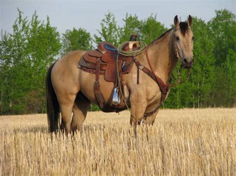 Dark gold buckskin / aqha colt. Buckskin Quarter Horse Gelding Some day | Horses, Quarter ...