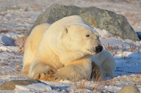 Wildlife Photos From Churchill Churchill Polar Bears