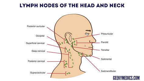 Neck Lump Examination Osce Guide Geeky Medics