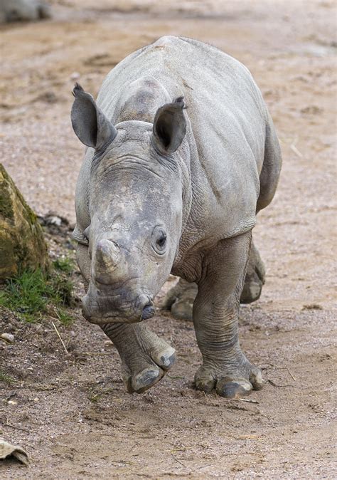Running Baby Rhino A Cute Baby Rhinoceros Running Towards Tambako