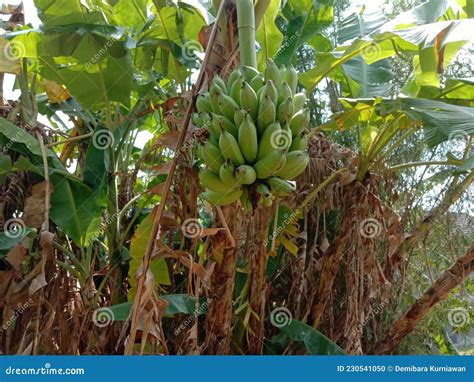 A Bunches Of Bananas And Their Trees Stock Photo Image Of Lifestyle