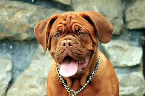 Pet animals were first used for therapeutic use in medieval belgium. The Best Therapy Dogs For Depression Treatment Results