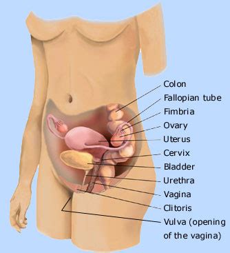 The course of pain drawings during a 10. Female Body Diagram