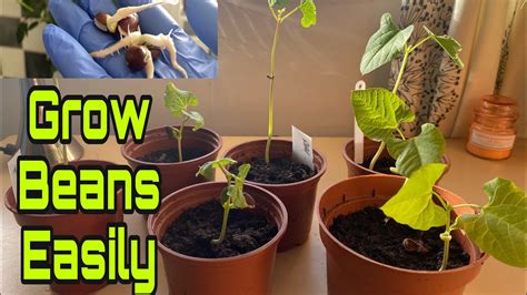 How To Grow Bean Seeds Easy Method Youtube