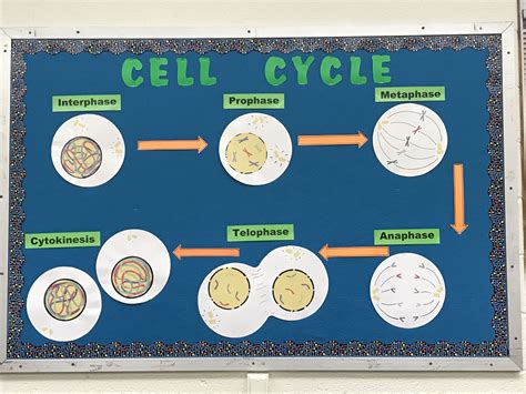 Mitosis Model Project