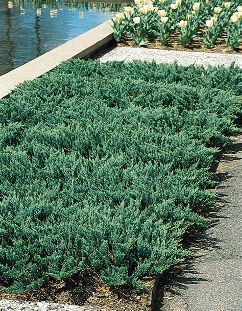 Meet 20 evergreen groundcover plants that are beautiful all year long. Evergreens, flowers and shrubs perfect for planting on ...