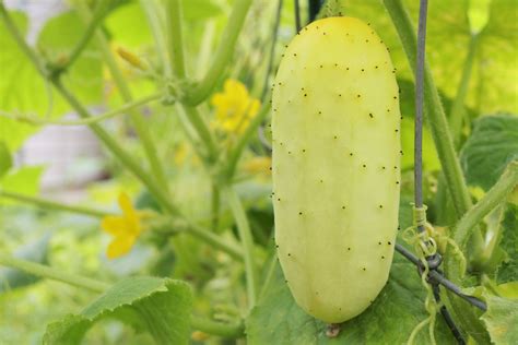 How To Grow White Wonder Cucumbers