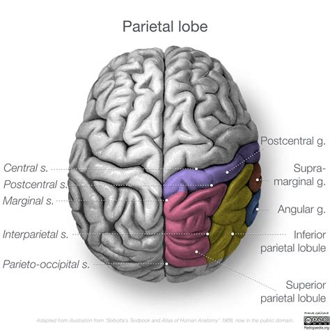 Intraparietal Sulcus Function