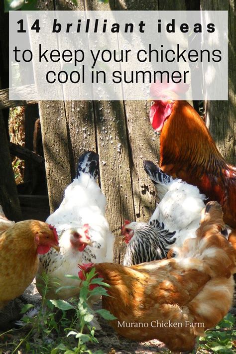 As summer gets closer and the weather heats up, these fan hacks and other creative tips will keep your home a comfortable temperature — no ac not only does seasonally switching your bedding freshen up a room, but it's also a great way to keep cool. Keep your chickens cool in summer, 14 genius ideas ...