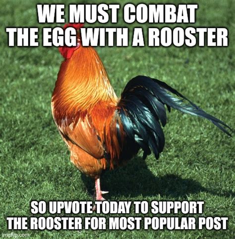 Down With Egg Imgflip