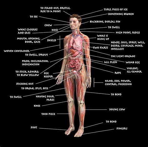 Human anatomy diagrams show internal organs, cells, systems. Diagram of the Human Body Using Etymologies