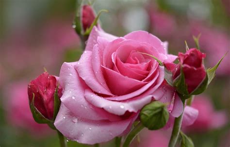 Beautiful Pink Rose Background Gallery Yopriceville
