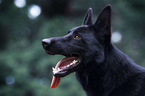 The Black German Shepherd Facts And Myths German Shepherd Country