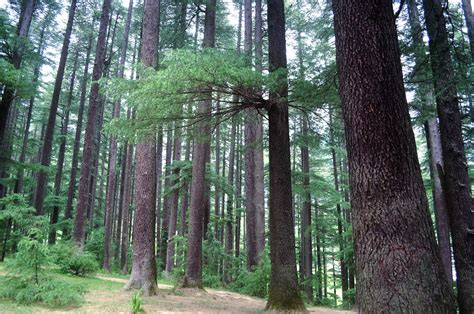 Himalayan Pine Forest Free Stock Photo Public Domain Pictures