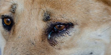 Dog Eye Boogers Types Of Eye Discharges Causes Treatments