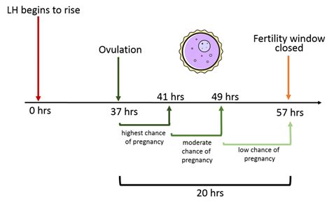 Timed Intercourse Translational Fertility