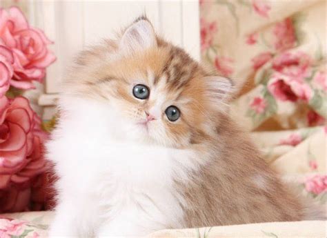 Golden And White Bicolor Persian Kittens Teacup Persian Kittens