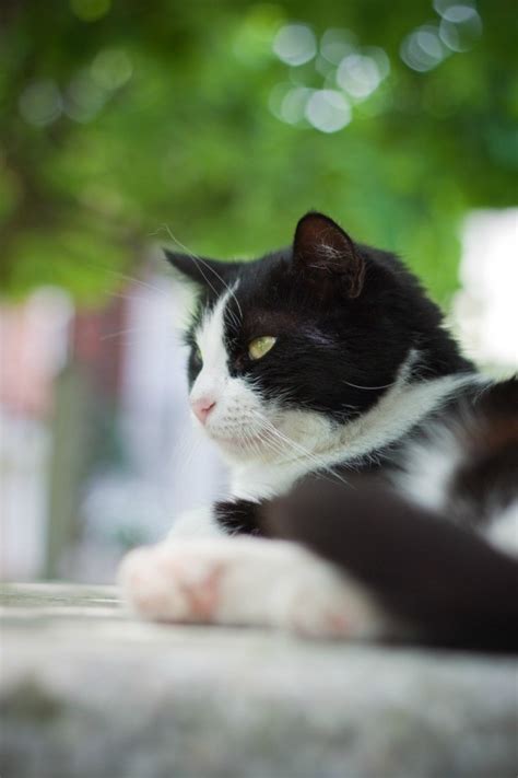 Cats are tameable passive mobs that are found in villages and swamp huts. Tuxedo Cat Information and Photos | ThriftyFun