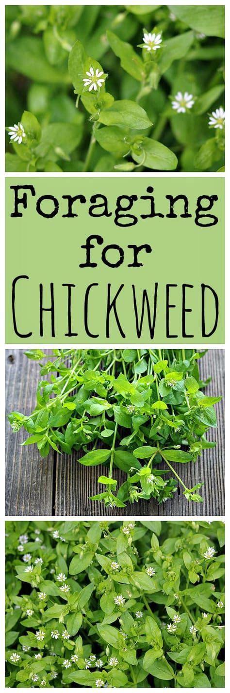 Foraging For Chickweed Herbs Medicinal Weeds Edible Wild Plants