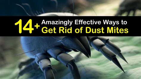 14 Amazingly Effective Ways To Get Rid Of Dust Mites