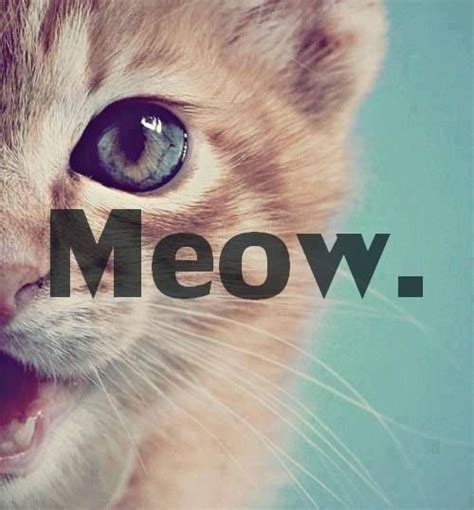 Meow Pictures Photos And Images For Facebook Tumblr Pinterest And