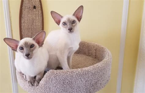 Michigan may not appear to offer much for pets, but it is a great travel destination. Khaleesi's Dragons - Male & Female Siamese Kittens For ...