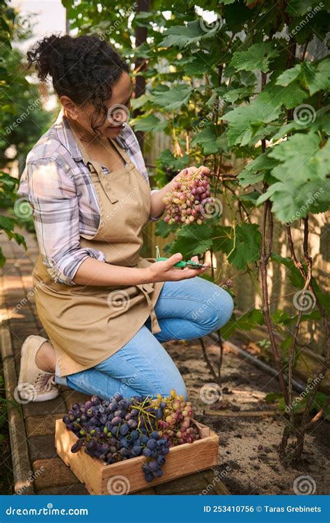 Inspired Pretty Woman Viticulturist Vine Grower Vintner Harvesting