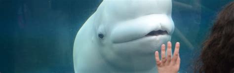 Beluga Whale Faunafocus