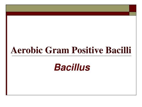 Ppt Aerobic Gram Positive Bacilli Powerpoint Presentation Free