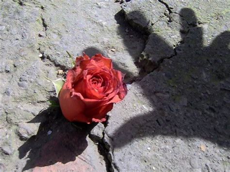 The Rose That Grew From Concrete Poem By Tupac Shakur Concrete Lifting