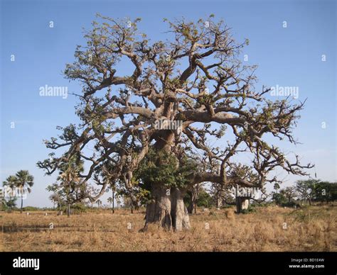 Baobab Tree Adansonia Digitata Near The Coast In Senegal Towards The Northern Limit Of Its