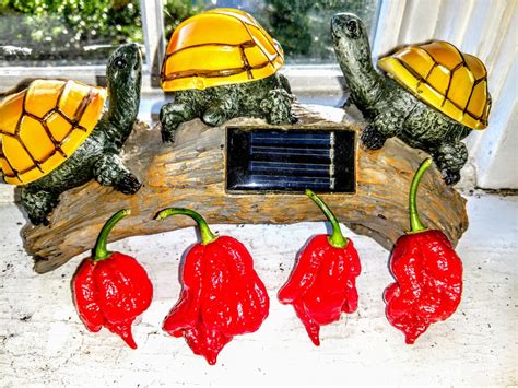 7 Pot Katie Superhot Awesome Shapes Rhotpeppers
