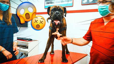 Crazy Dog Creates Havoc At The Vets Office Youtube