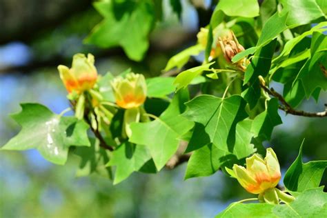 Top 8 Native Trees To Plant In New Jersey Trees Unlimited