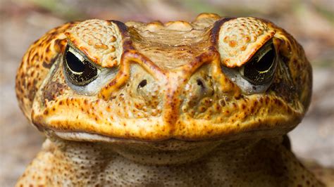 Multiple cane toads hopped on the back of a python after a storm flooded a dam in northwestern australia on sunday. Vacancies for 'Protected Areas'