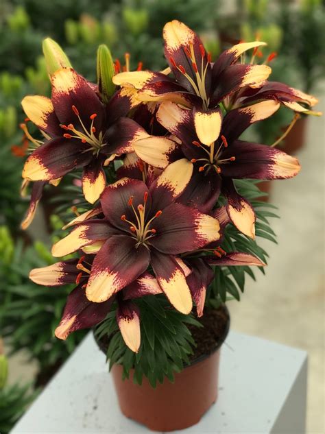 Lilium Asiaticum Tiny Epic Asiatic Pot Lily Eberts Greenhouse