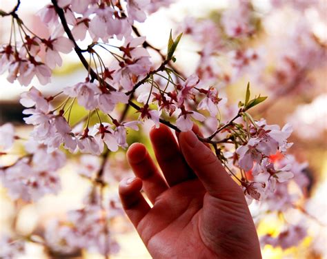 Japanese Cherry Blossoms Free Photo Download Freeimages