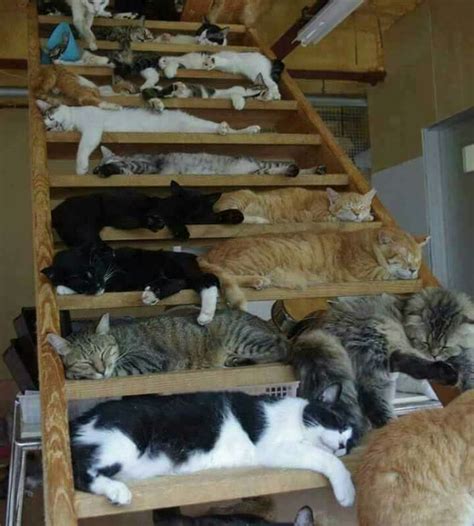 Stairway To Heaven Animals And Pets Funny Animals Cute Animals
